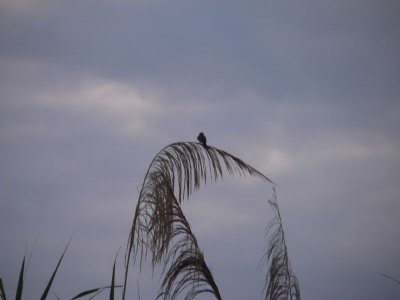 Peru 2008 - 1 903.JPG