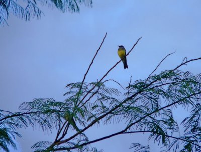Peru 2008 - 1 907.JPG
