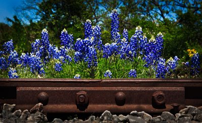 Rail Road Bonnets May