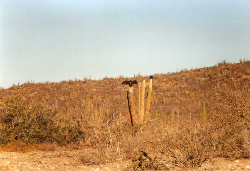 Vulture warming on cacti