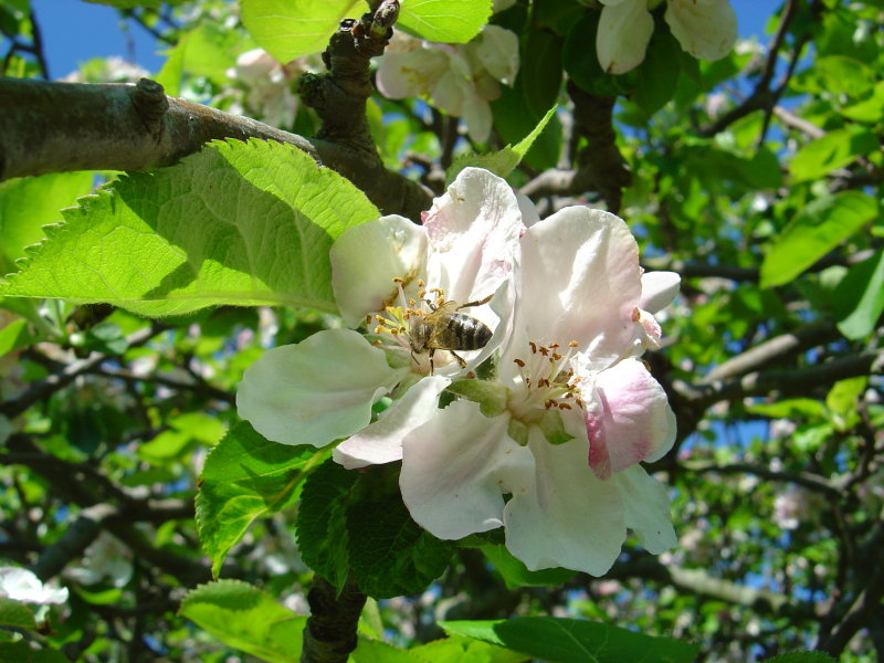 Apple Blossom