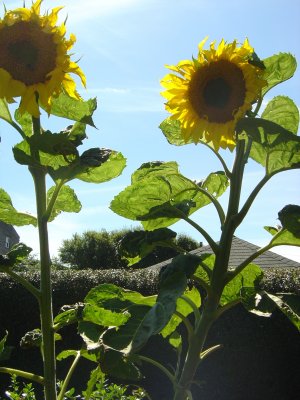 Sunflowers July 2008