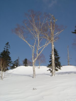 Silver birch