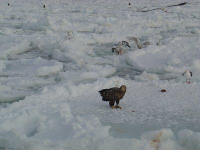 White-Tailed Eagle