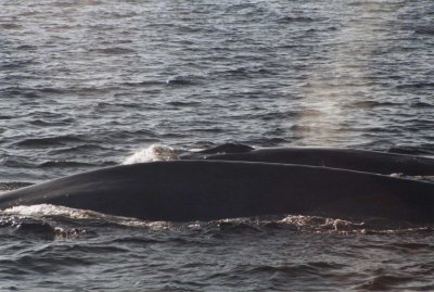 Blue Whale Mother & Calf