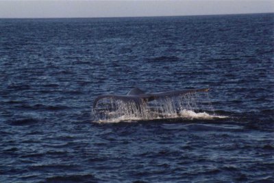 Blue Whale tail fluke