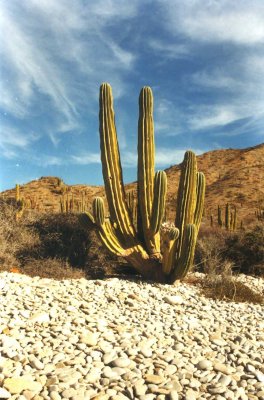 Cacti on desert Island