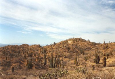 Cacti on desert Island
