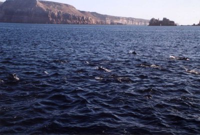 Dolphins feeding