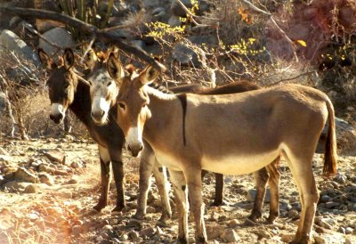 Donkeys on desert Island