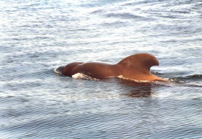 Pilot Whale