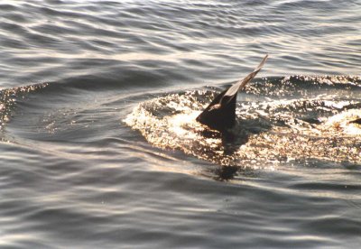 Pilot Whale tail fluke