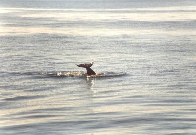 Pilot Whale tail fluke