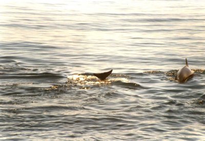 Pilot Whales