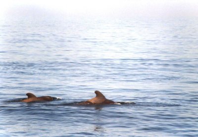 Pilot Whales