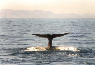 Sperm whale tail fluke