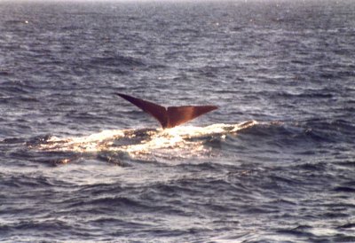 Sperm whale tail fluke