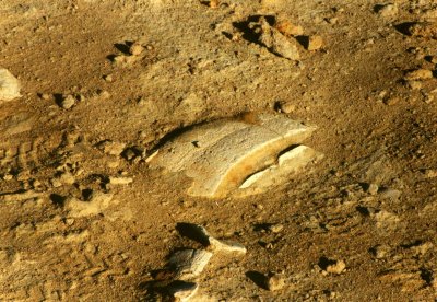 Turtle fossil on desert Island