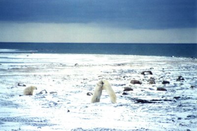 Bears sparring