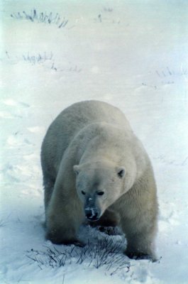Polar bear sniffing the snow for cent