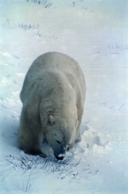 Polar bear sniffing the snow for cent
