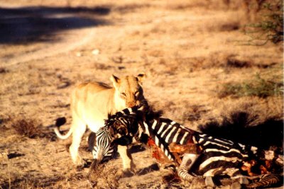 On safari in Kenya