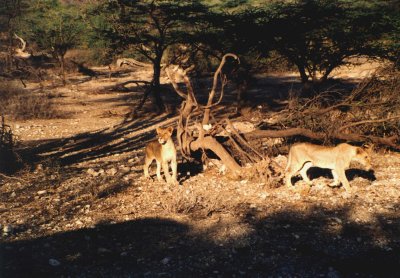 On safari in Kenya