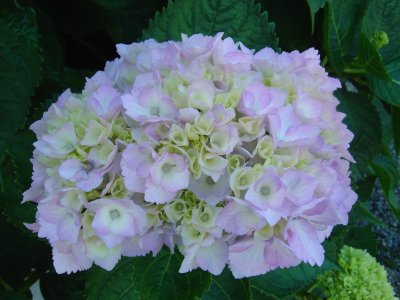 Hydrangea