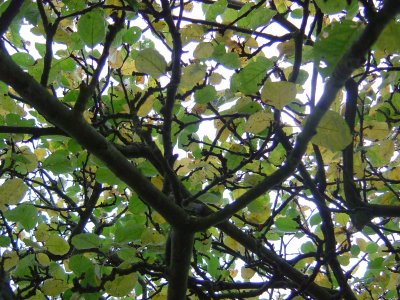 Apple Tree Leaves in Autumn