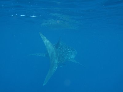 Exmouth diving (14) Whale Shark.jpg