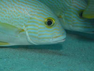 g3/14/702714/3/112312654.7eog83Gr.jpg