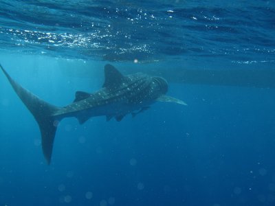 Exmouth diving (9) Whale Shark.jpg