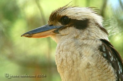 Kookaburra - Dacelo novaeguineae
