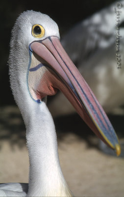 Pelican