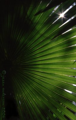 Cabbage Palm pattern