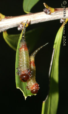 Two of a kind - Sawfly larvae