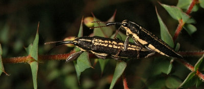 Insects and Grubs