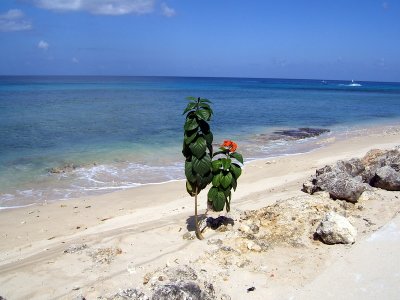 Barbados 2010