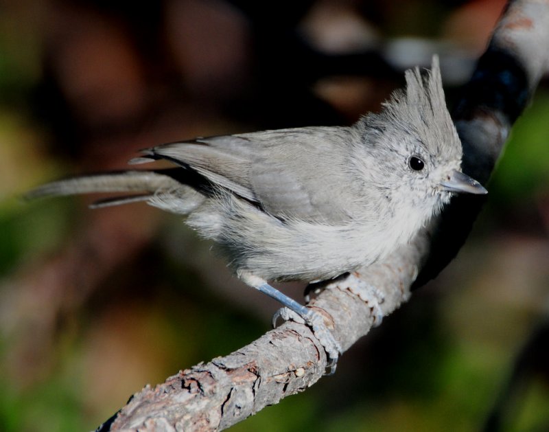 Titmouse Juniper D-031.jpg