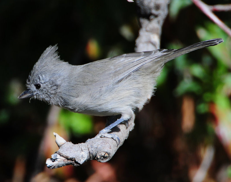 Titmouse Juniper D-034.jpg