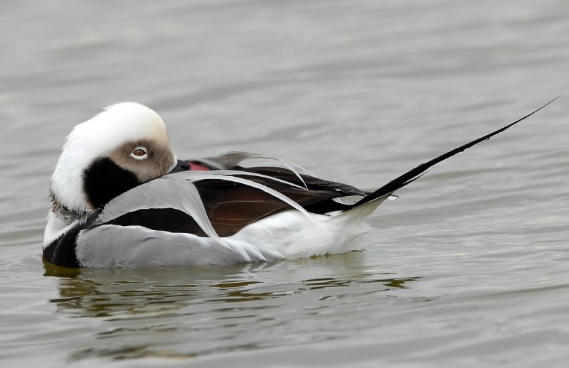 Duck, Long tailed (Male)