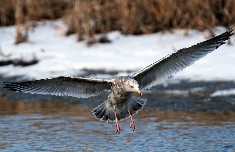 Gull, Ring-billed