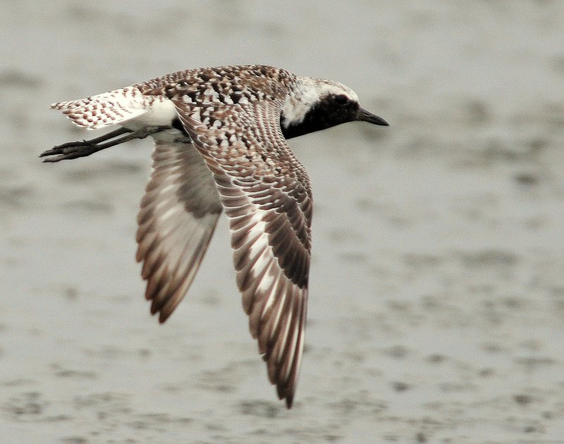 Plover, Black-bellied