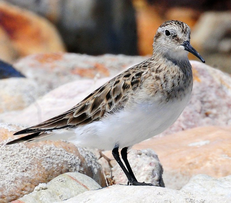 Sandpiper, Bairds