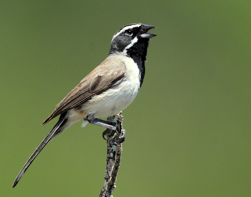 Sparrow, Black-throated