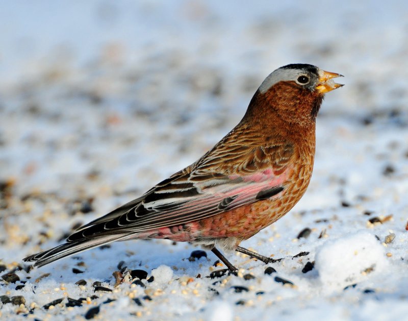 Rosy-Finches, Gray-crowned