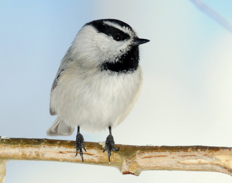 Chickadee, Mountain