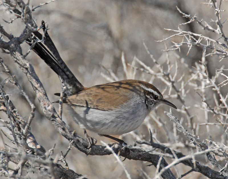 Wren, Bewicks