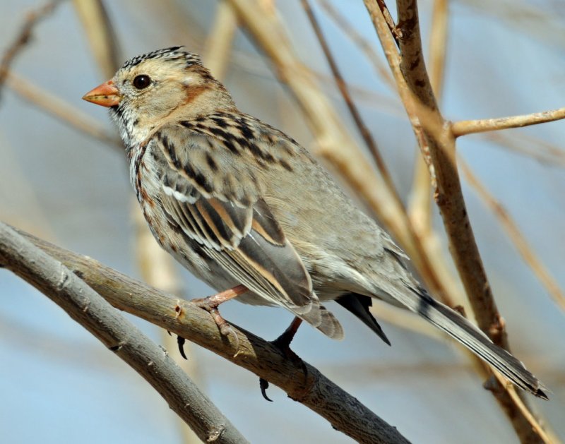 Sparrow, Harris