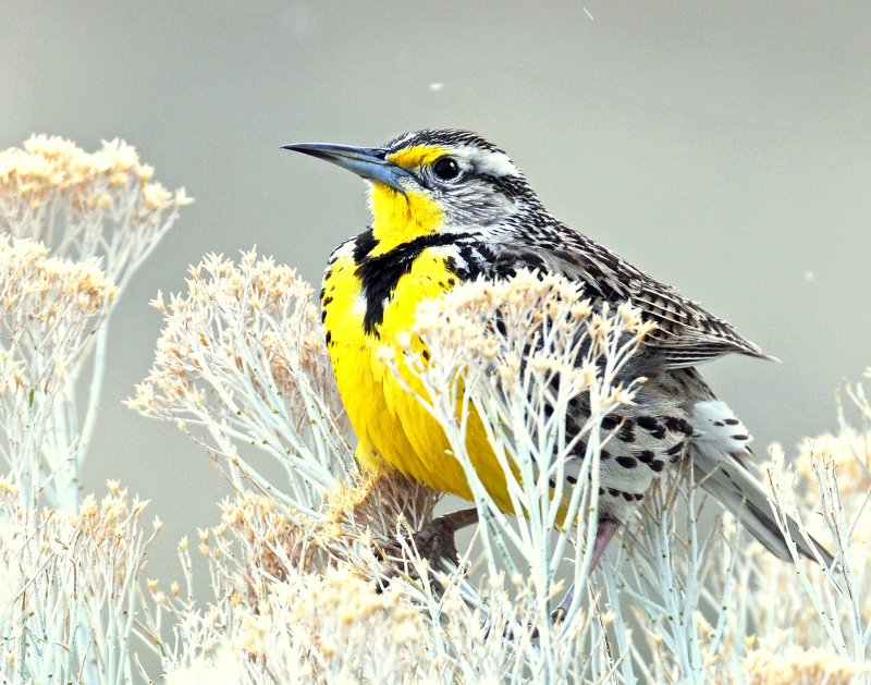 Meadowlark Western D-045.jpg